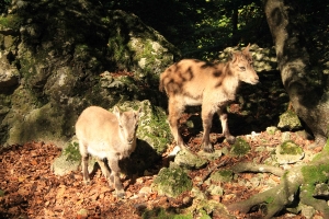 Gassirunde zum Wildpark_1