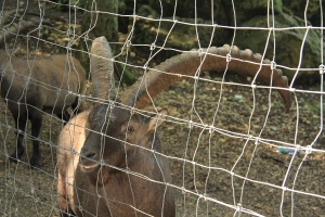 Gassirunde zum Wildpark_1