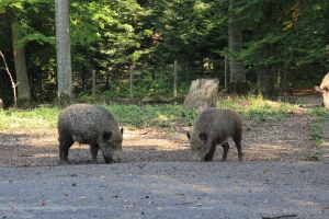 Gassirunde zum Wildpark_1