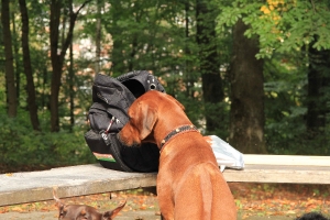 Gassirunde zum Wildpark_1