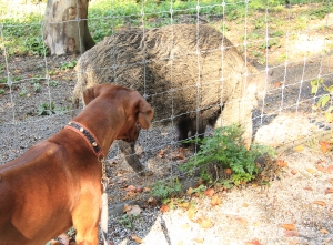 Gassirunde zum Wildpark_1